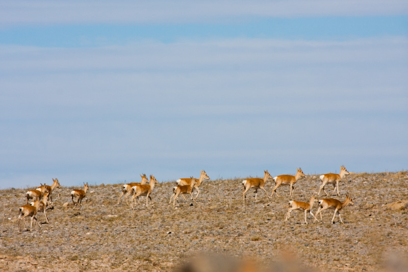 Mongolian Gazelle